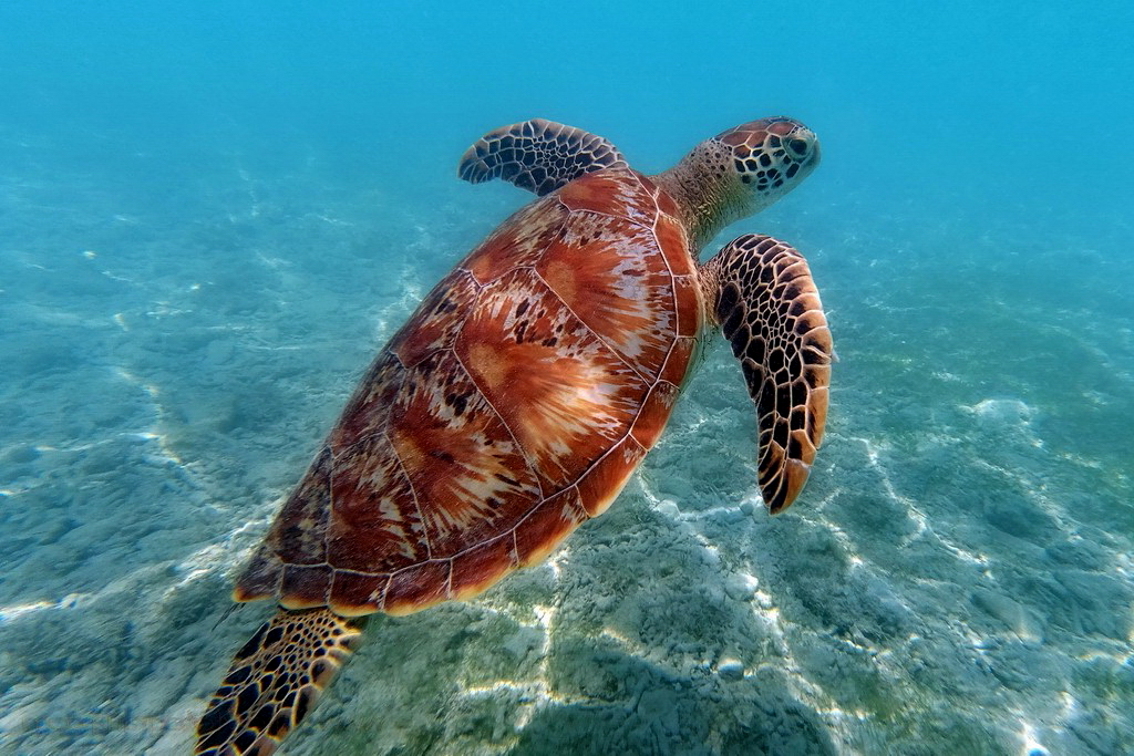 tortuga marina islas Galápagos