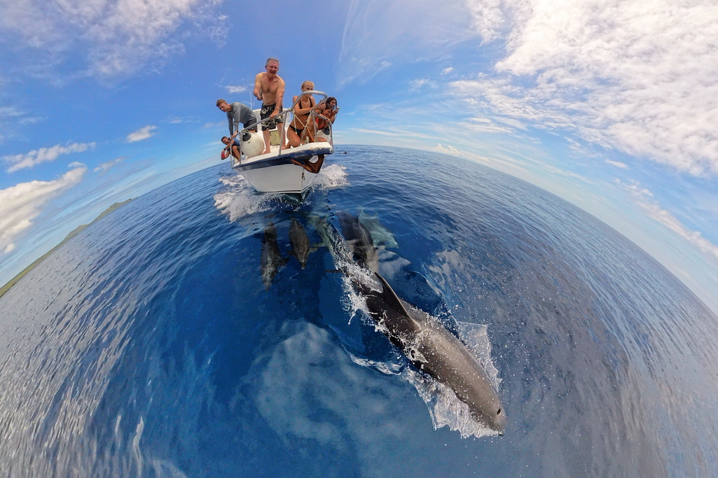 delfines en las Galápagos