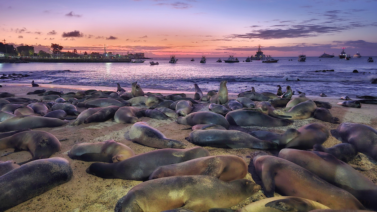 leones marinos descansando al atardecer en puerto Baquerizo, Galápagos