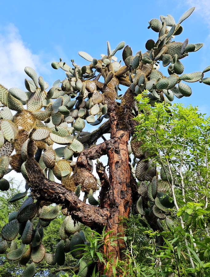 opuntias de las islas Galápagos