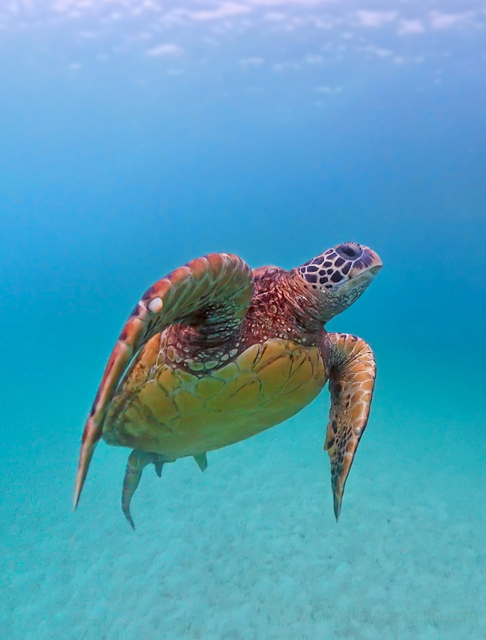 tortuga marina Galápagos