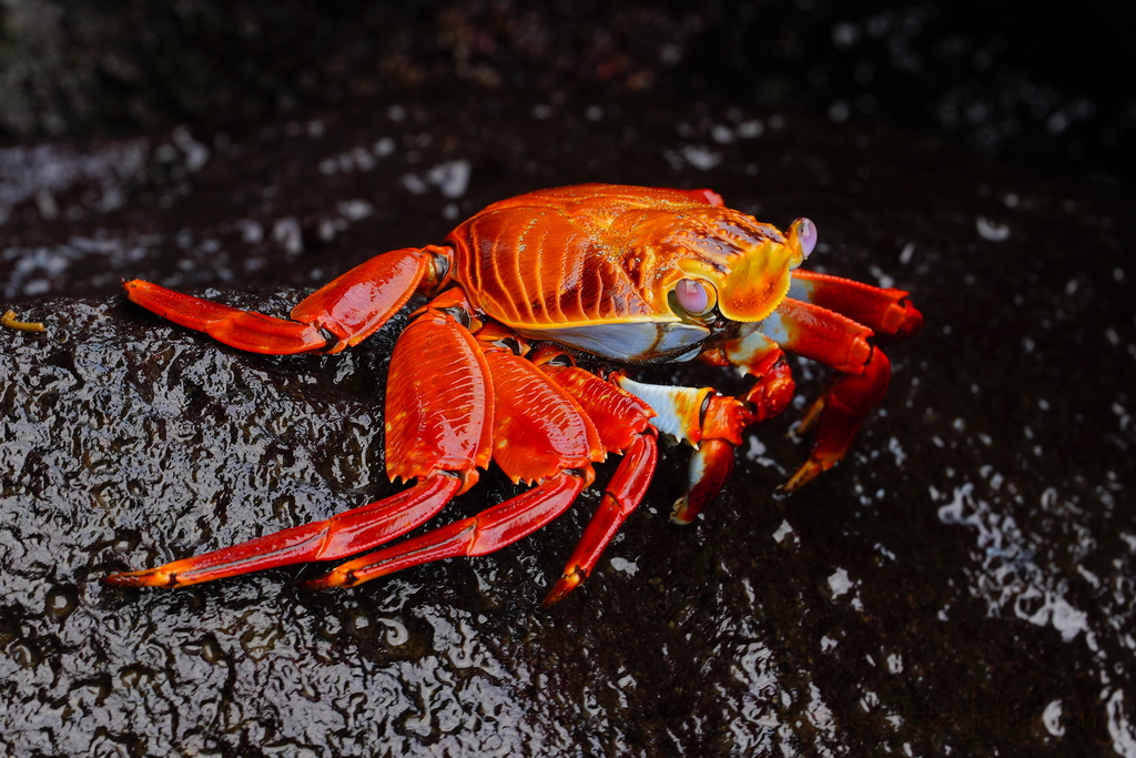 cangerejos de las islas Galápagos llamados zayapas