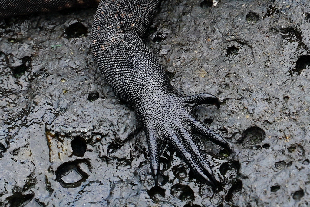 detalle de las escamas de una iguana marina islas Galápagos
