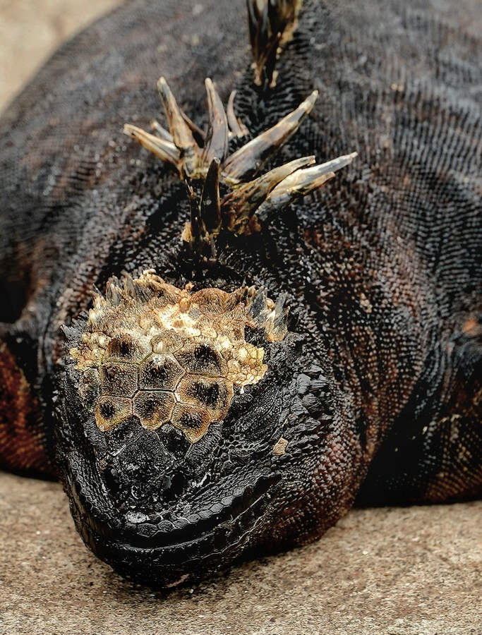 iguana marina Galápagos