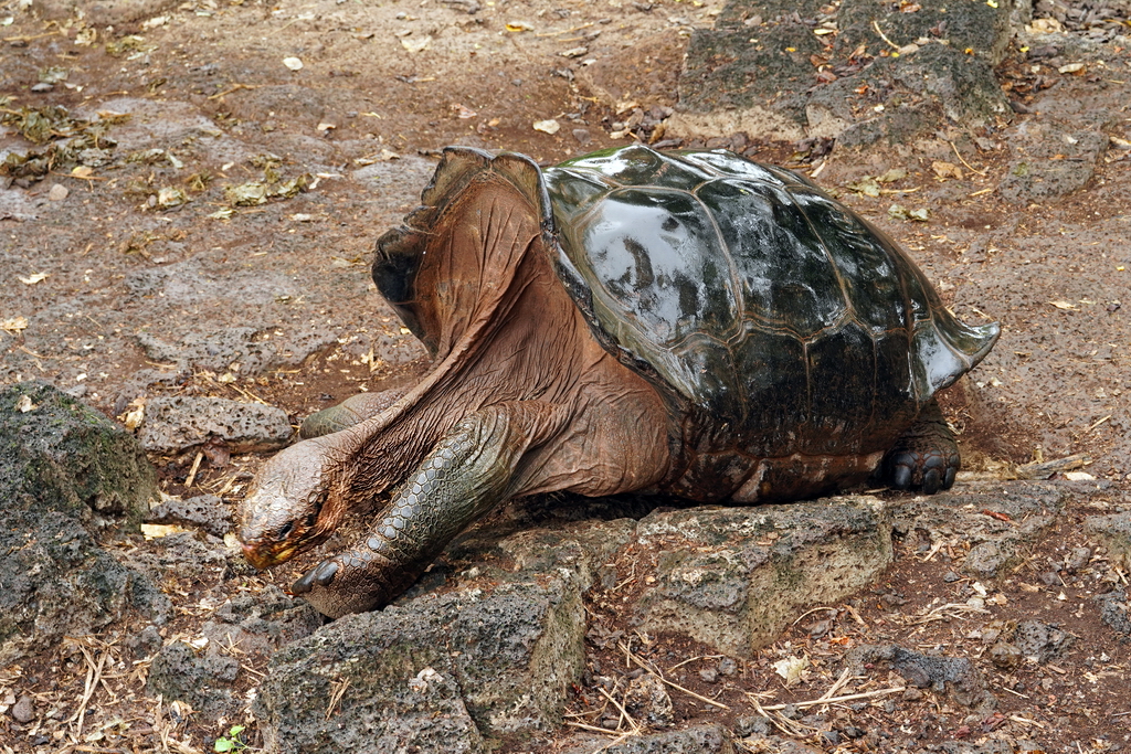 tortuga gigante Galápagos