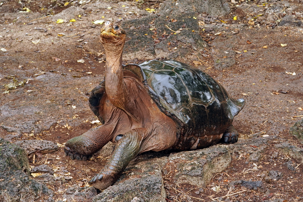tortuga gigante islas Galápagos