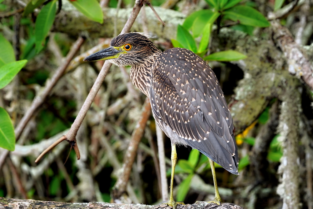 martinete cabecipinto islas Galápagos