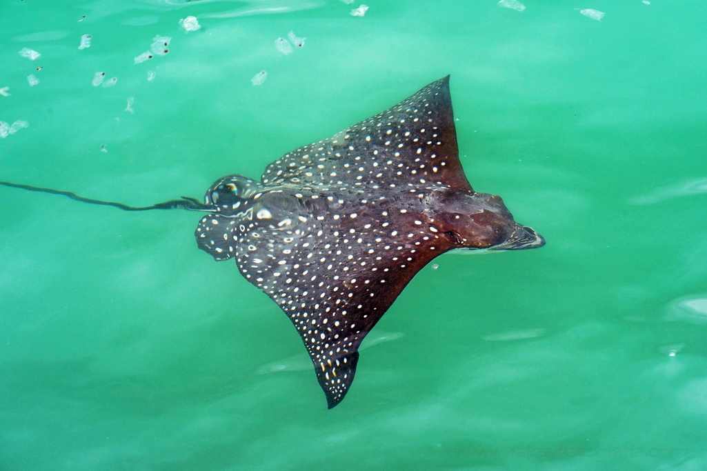 raya águila ocelada islas Galápagos