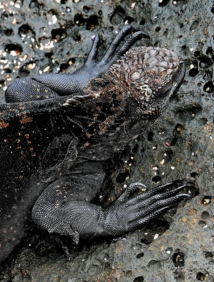 detalle iguana marina