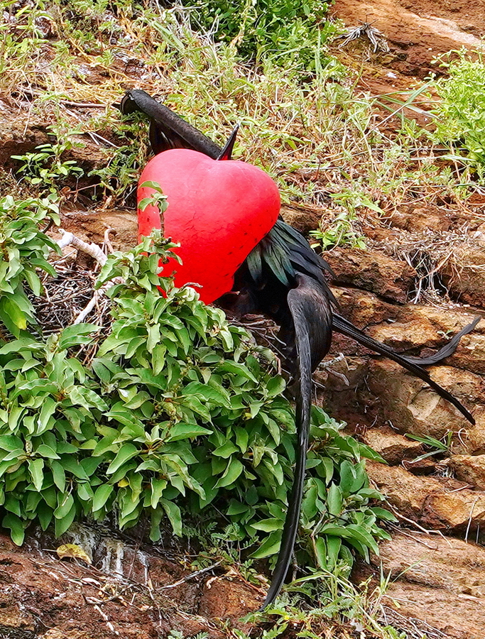 fragata macho con su bolsa de llamativo color rojo hinchada Galápagos
