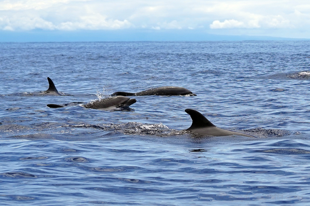 delfines islas Galápagos