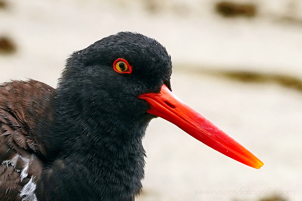 pipilén común Galápagos