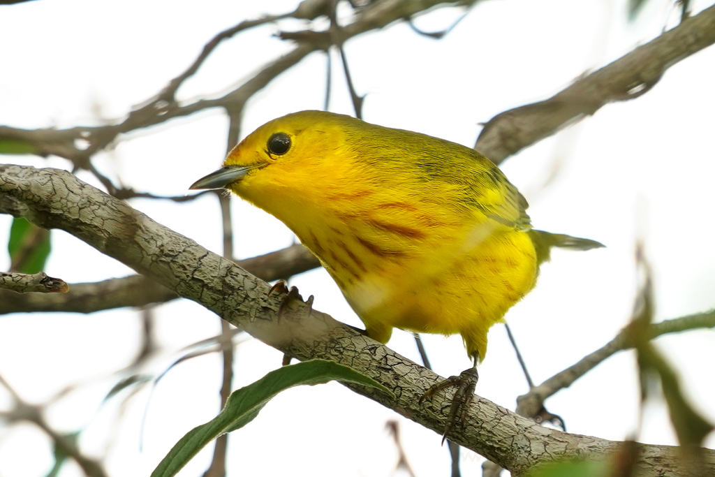 canario de mangle o chipe amarillo