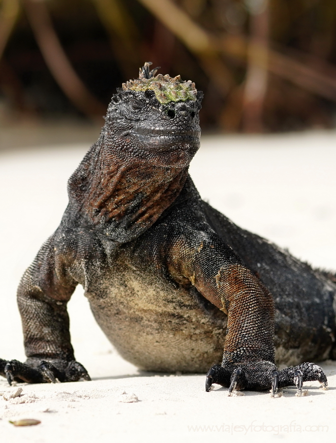 primer plano iguana marina islas Galápagos
