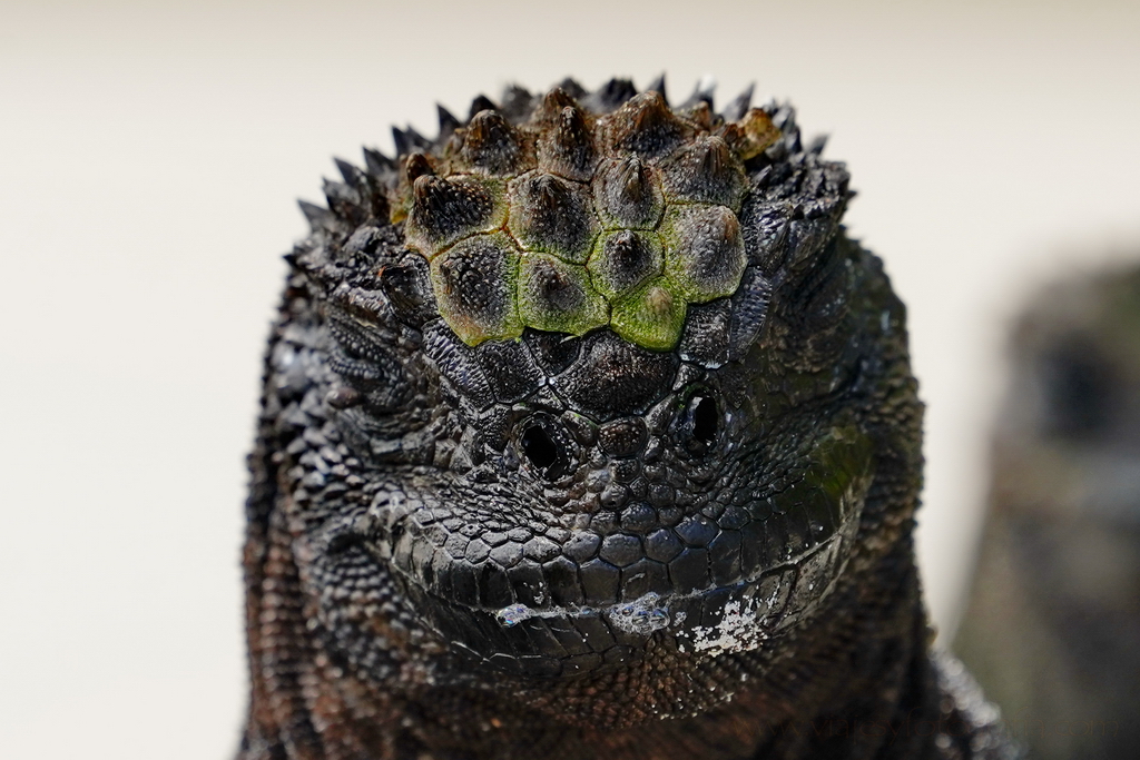 retrato de una iguana marina de Galápagos