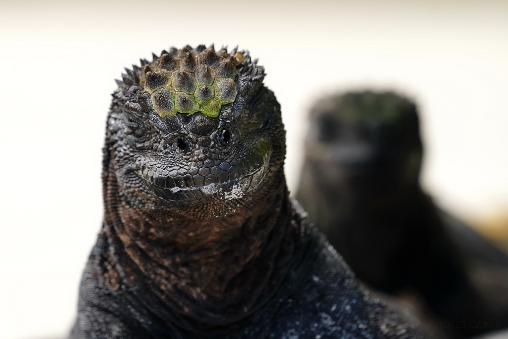 iguanas marinas islas Galápagos