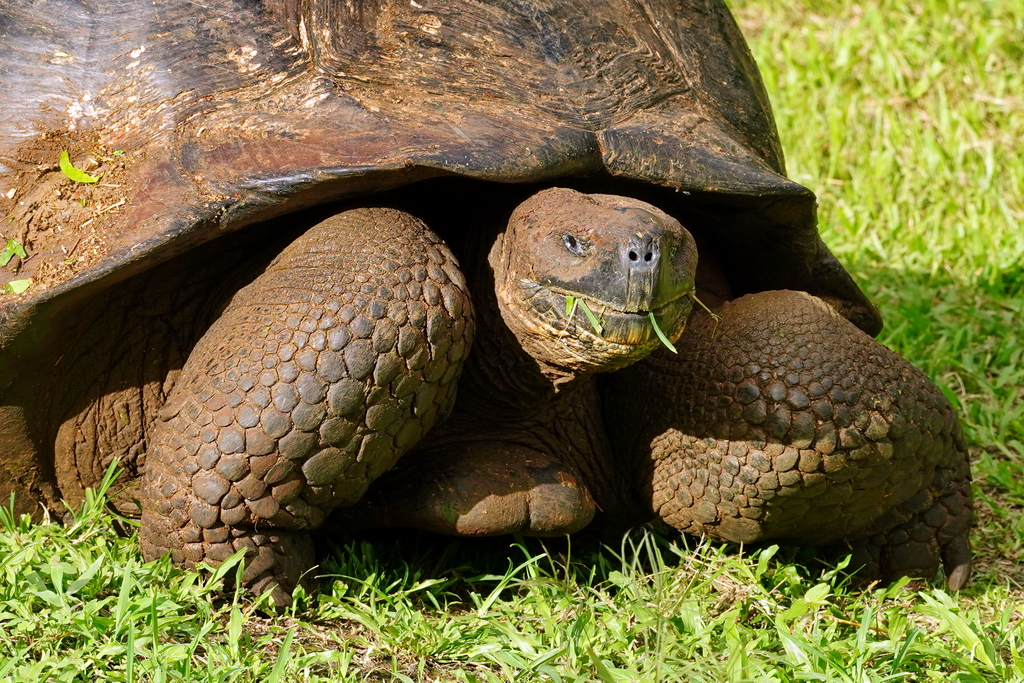 Galápagos, tortuga gigante
