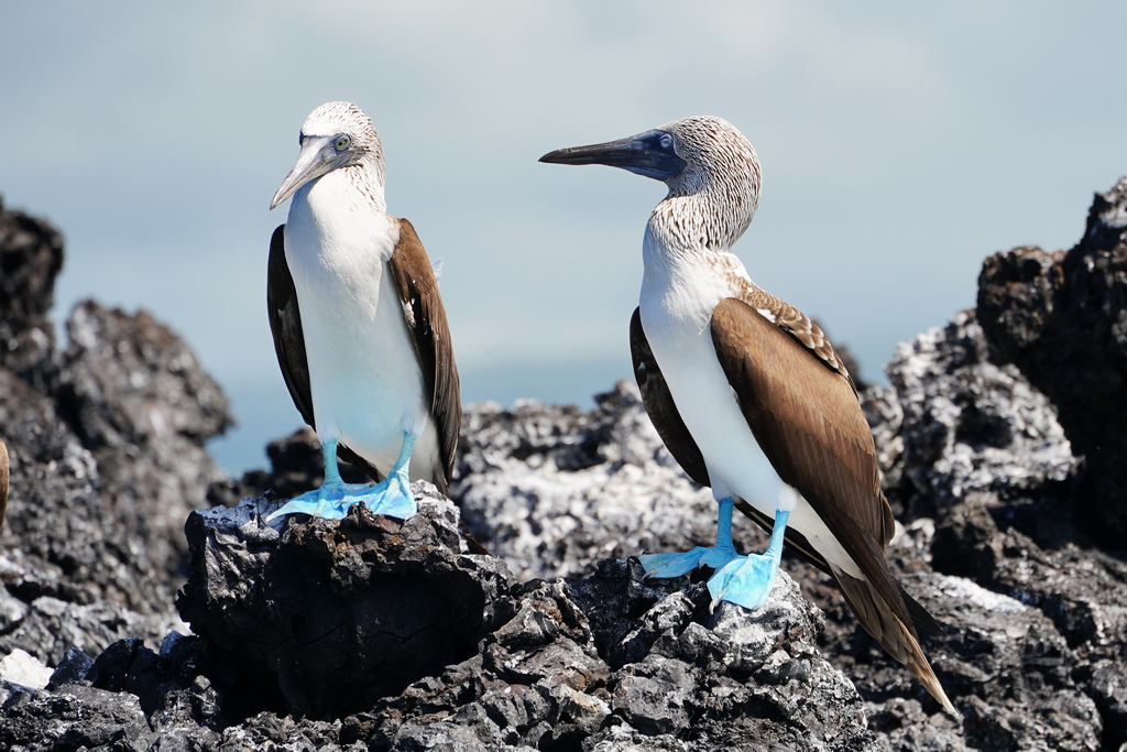 piqueros de patas azules islas Galápagos