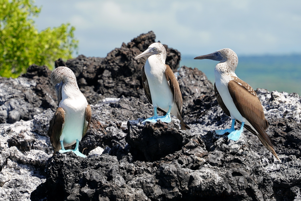 islas Galápagos, piqueros azules