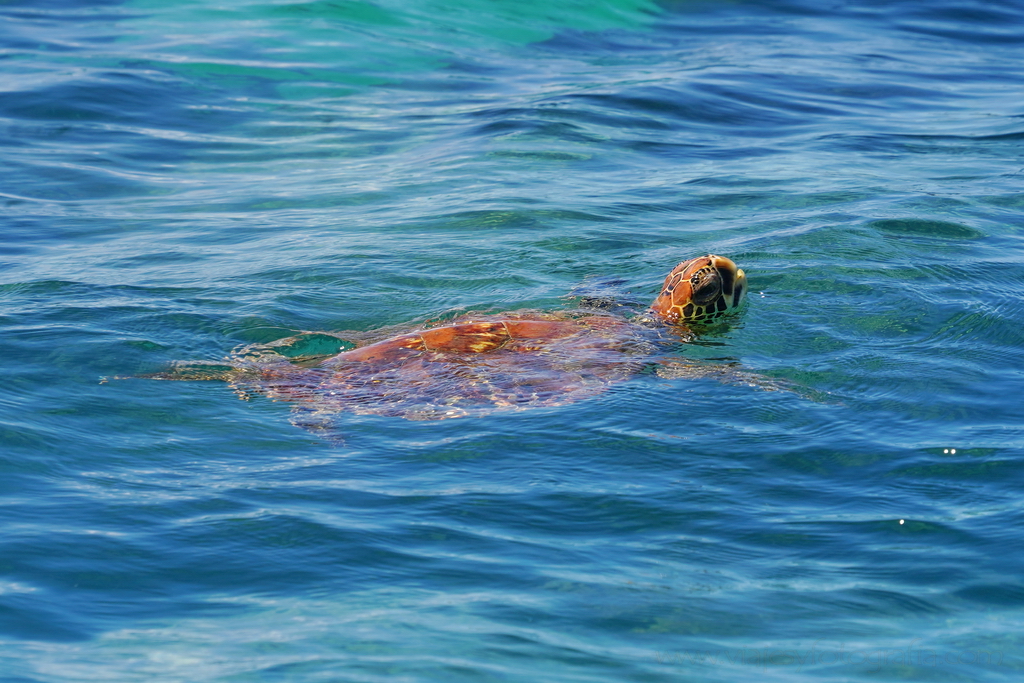 tortuga marina saliendo a la superficie para respirar