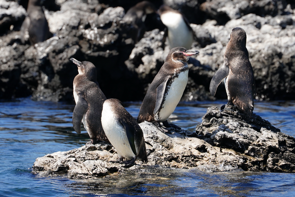 pingüinos de Galápagos