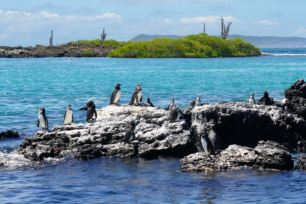 pinguinos de las islas Galápagos