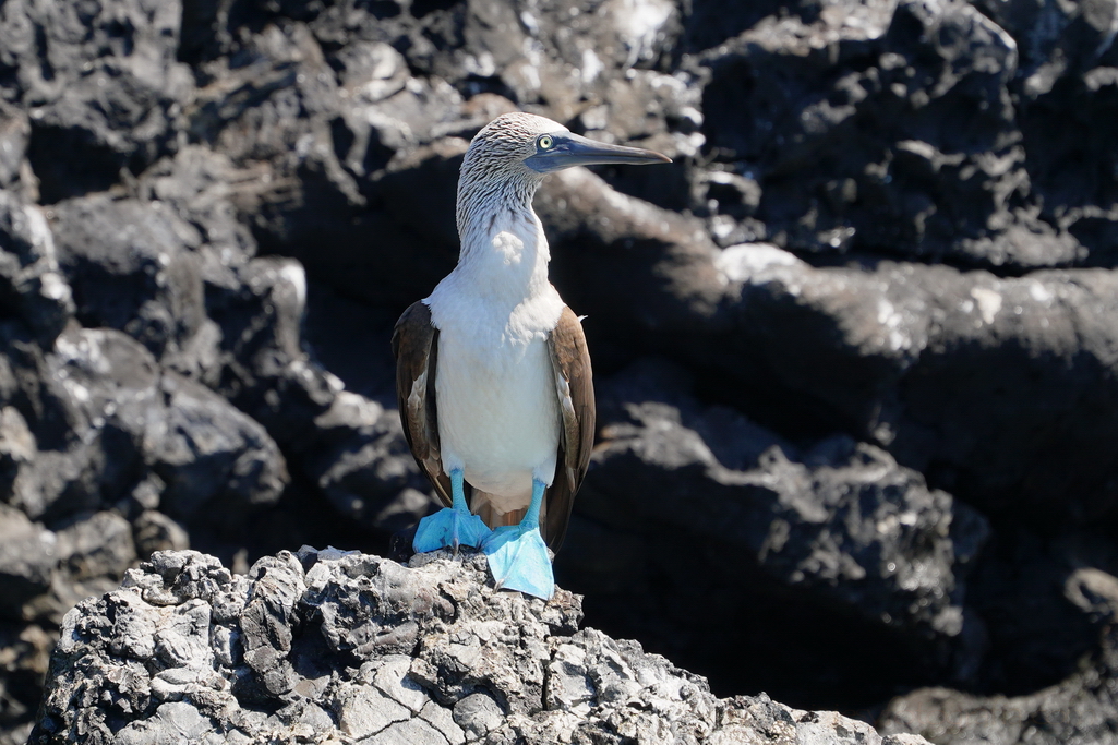 piquero azul de Galápagos