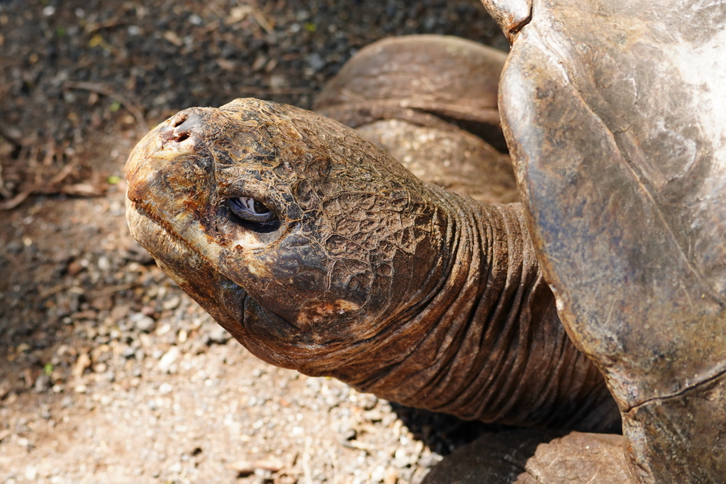 la mirada de la tortuga gigante