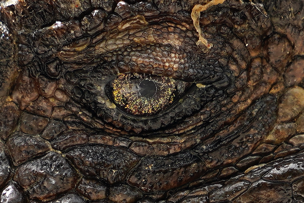 detalle del ojo de una iguana marina de Galápagos