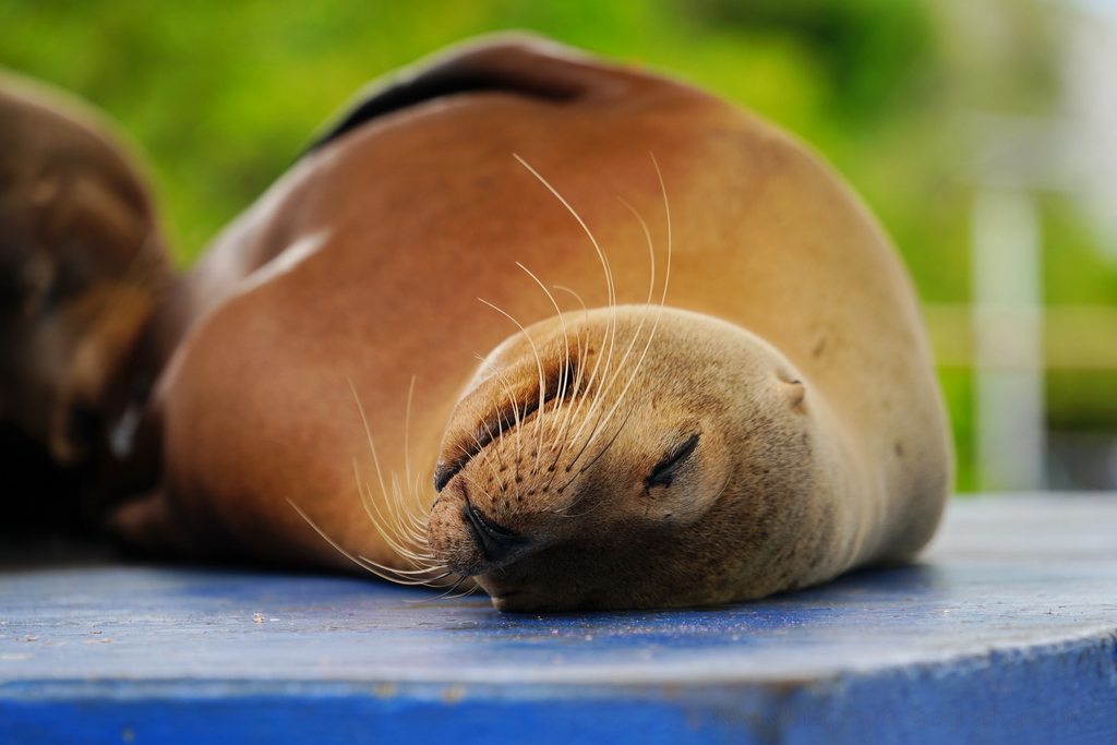 león marino en Puerto Ayora islas Galápagos