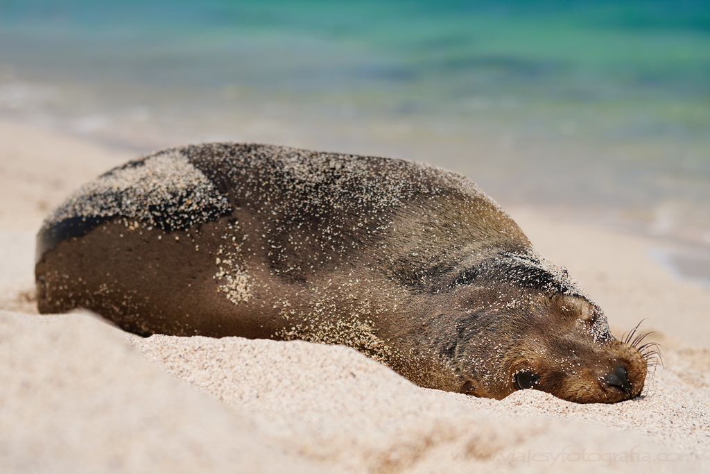 león marinao en la playa islas Galápagos
