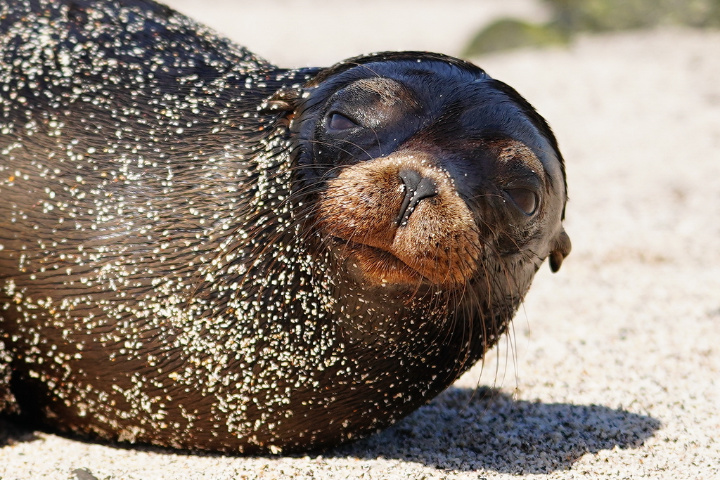Galápagos, leon marino