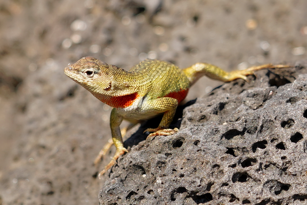 lagarto de lava de Galápagos