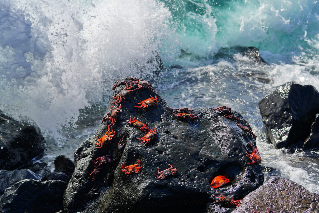 cangrejos de las Galápagos