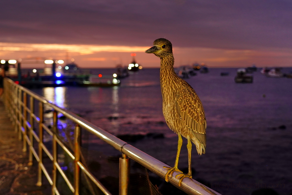 garza nocturna sabacú
