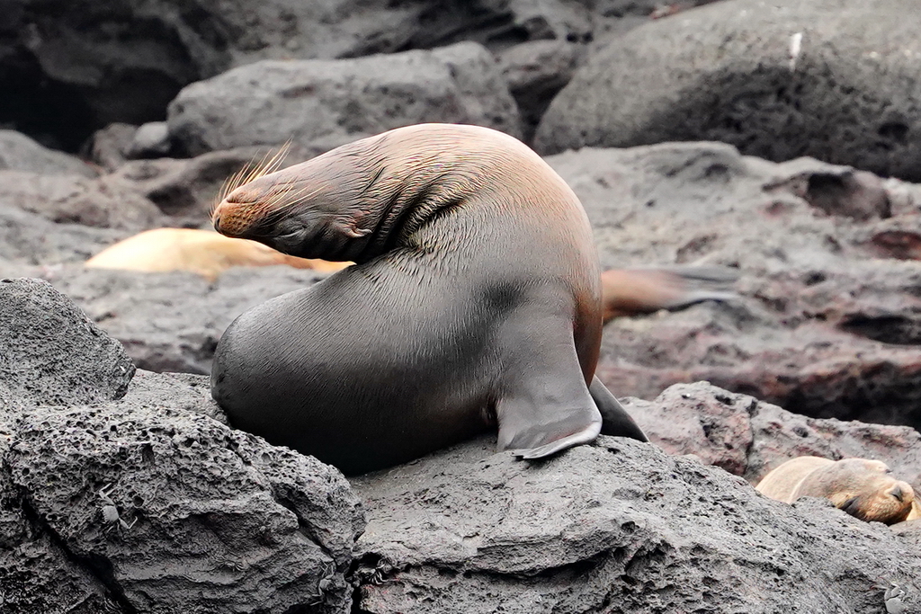 islas Galápagos, leon marino