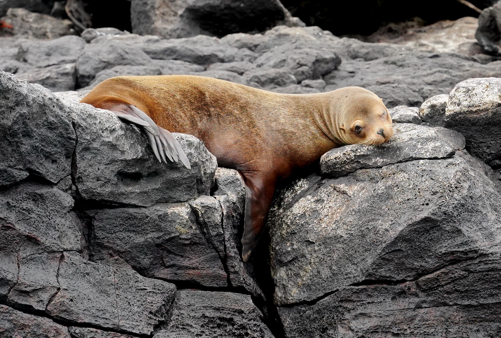 león marino descansando islas Galápagos